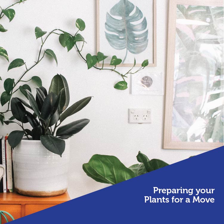 moving your plants Vancouver movers packers